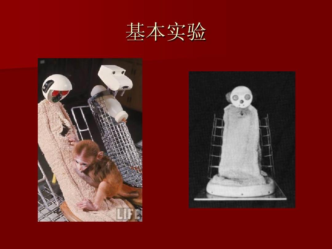 哈洛猴子实验.jpg